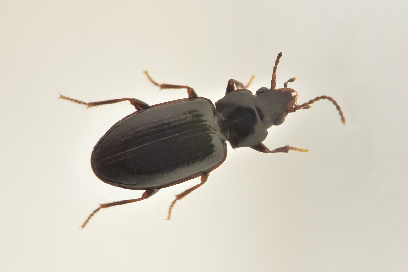 Carabidae: Tachyta nana? S.